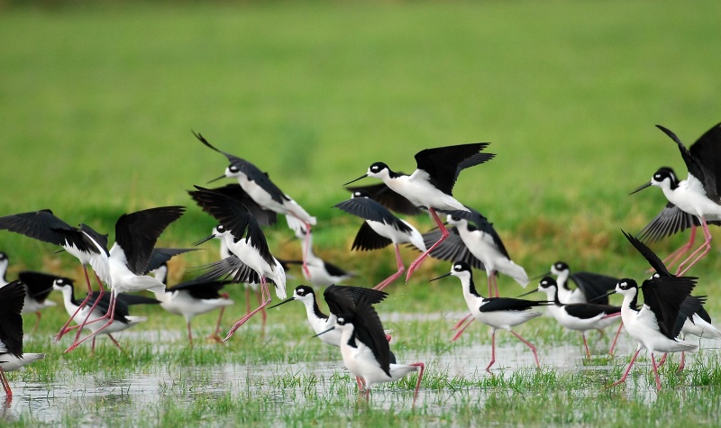 Landing stilts