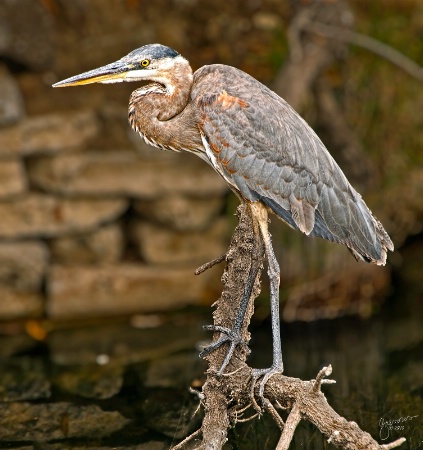 Heron