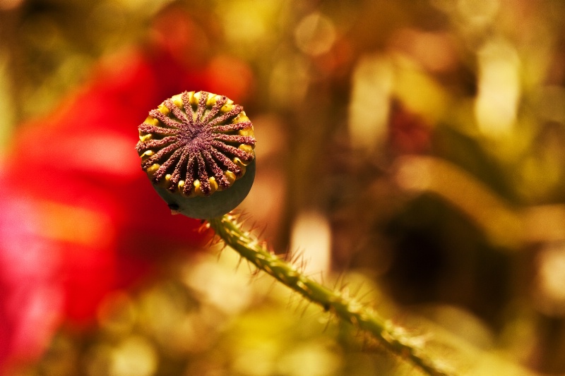 ready to bloom