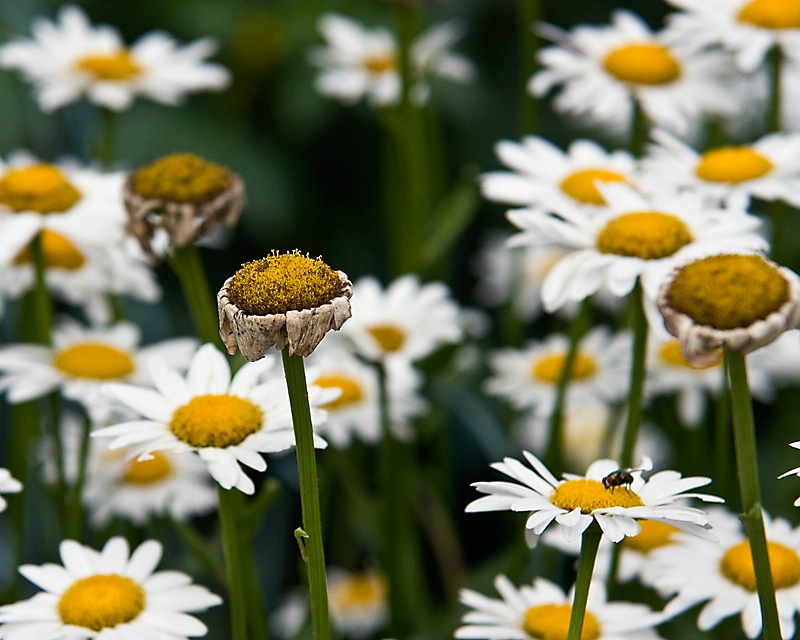 Life in the garden