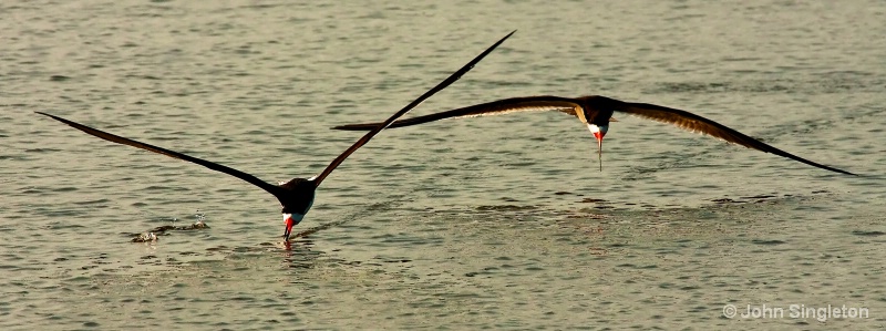 Fish Hunt - ID: 10510063 © John Singleton