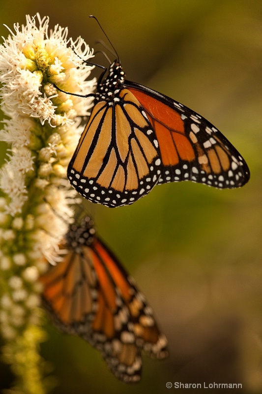 Monarchs