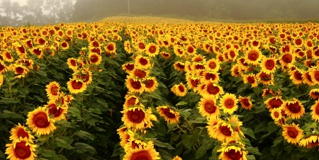 Field full of sunflowers