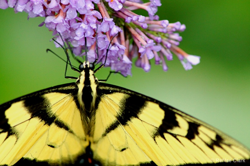 Butterfly Closeup