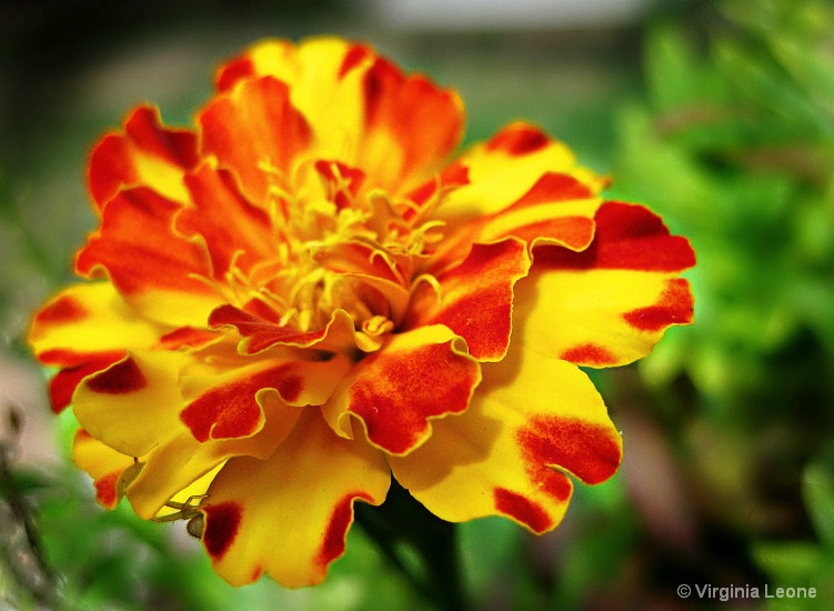 Marigold Ruffles