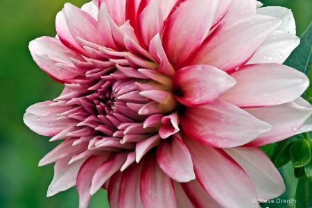 Dahlia