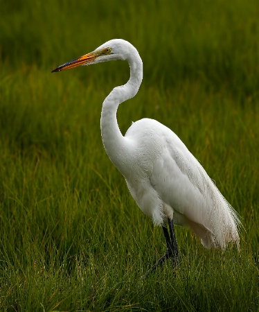 Egret