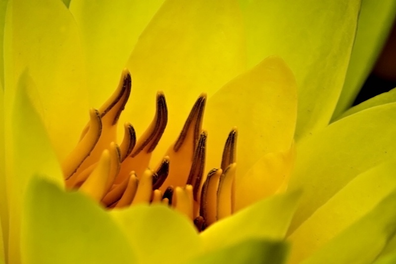 Sunday Morning Lily Choir