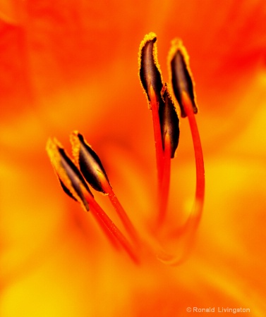 Stamen on Fire