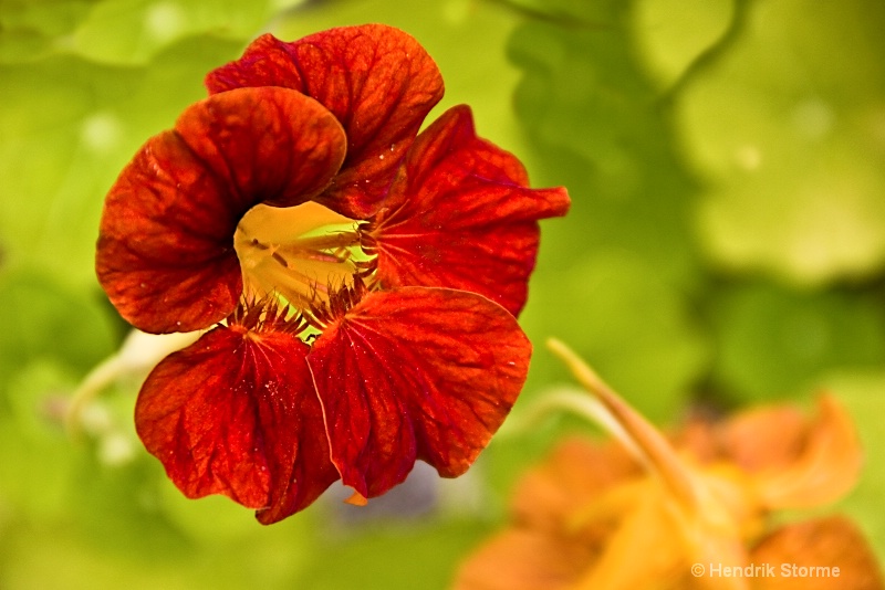 Tropaeolum majus 