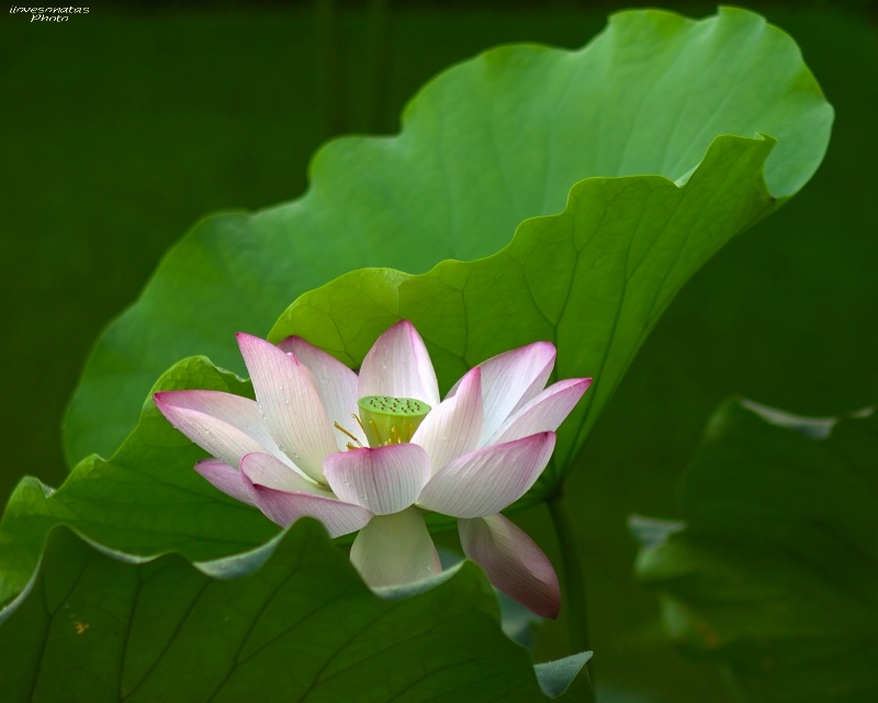 Fresh green & lovely pinky