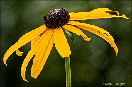 black-eyed-susan