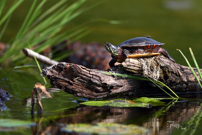 Just a Bump on a Log !