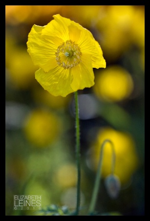 Poppy Sunshine