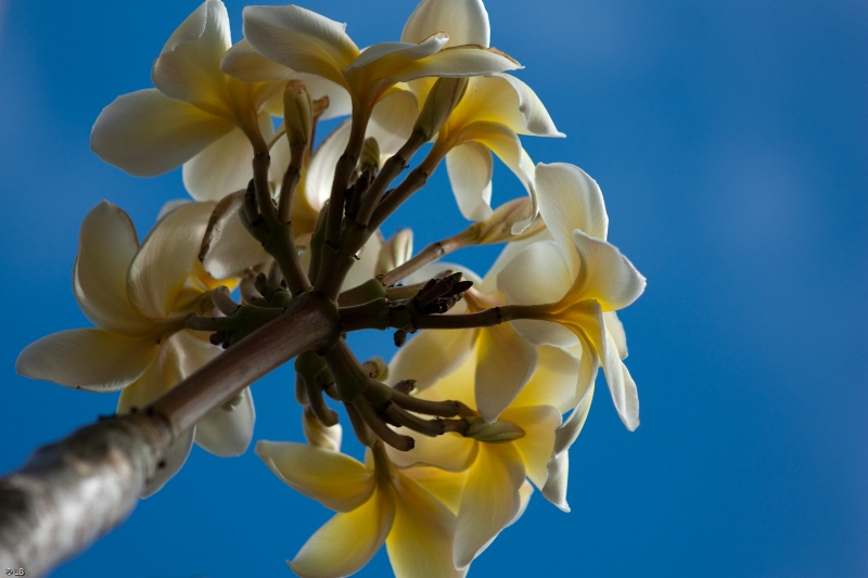 Plumeria