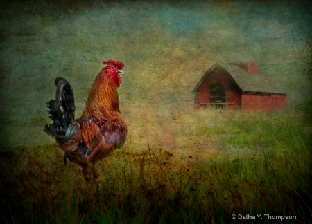 barnyard rooster