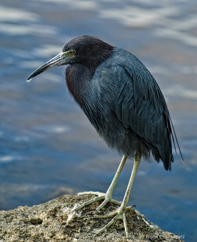 Little Blue Heron, non-breeding adult. 