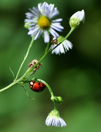 Ladybug