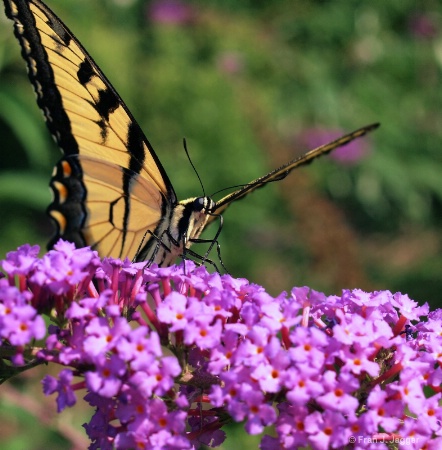 Yellow Swallow Tail