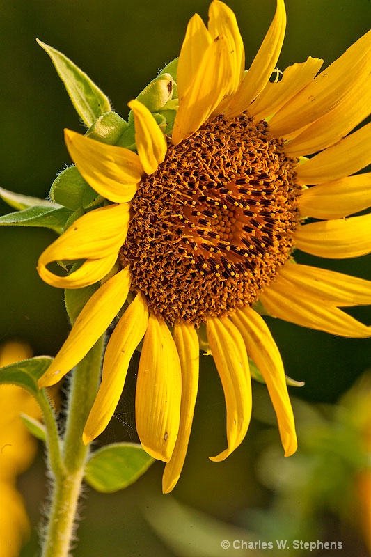 Sunflower Morning