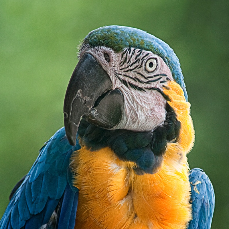 Macaw