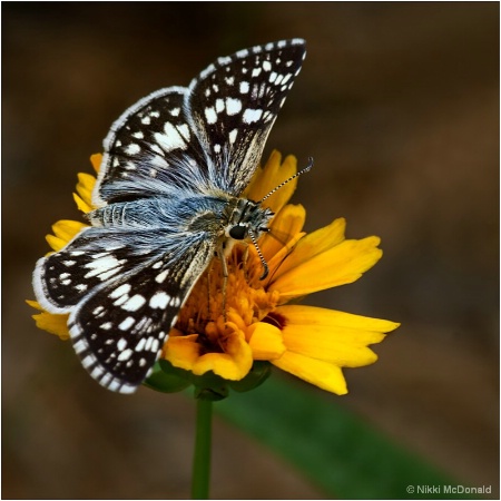 Checkered Skipper #2