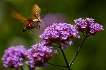 In-Flight Refueling