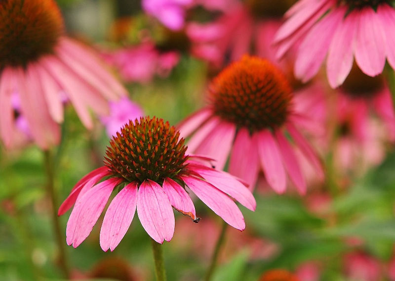 Field of Pink