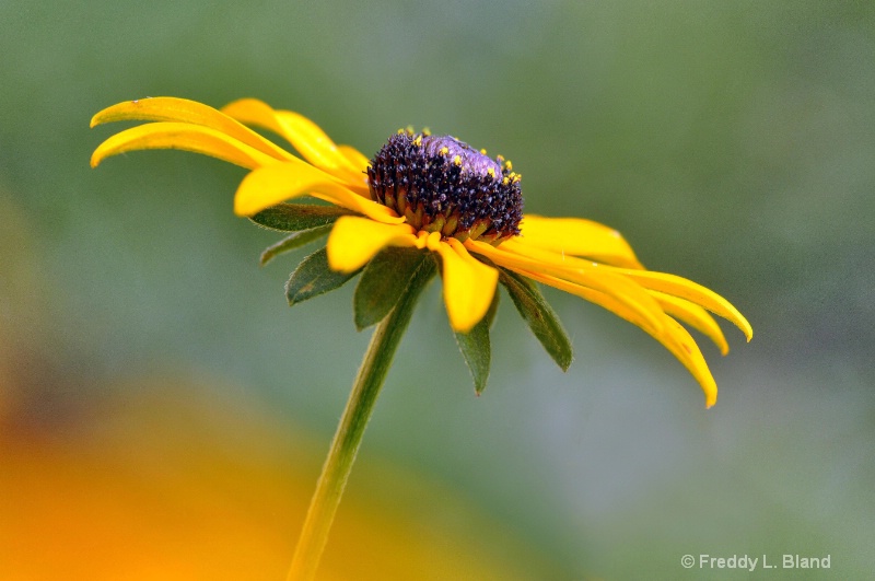 Summer Yellow