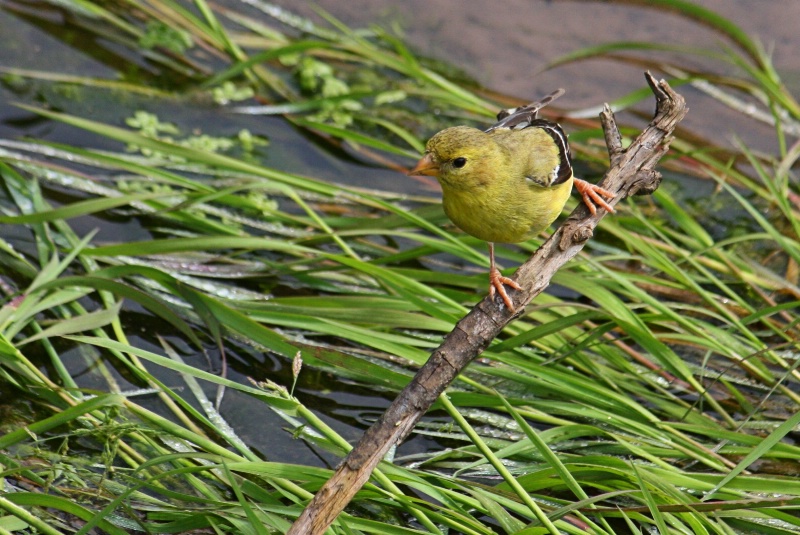 Yellow Finch