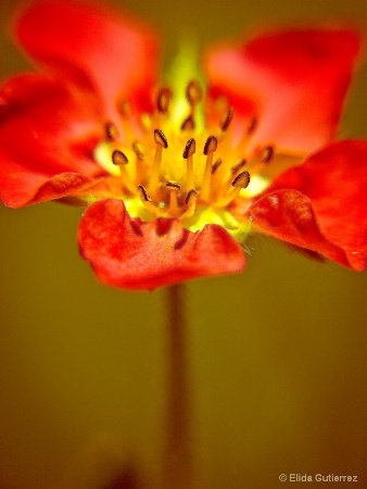 Beautiful red flower