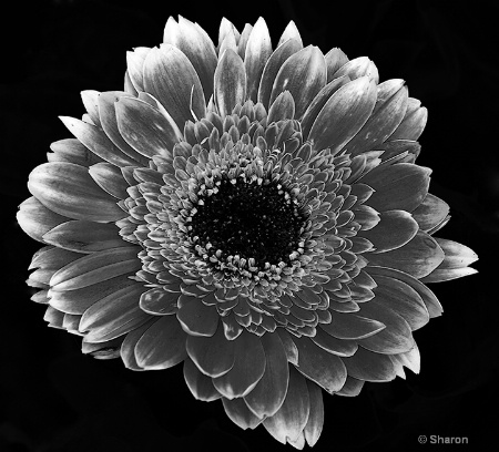 Gerbera Daisy