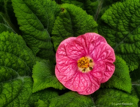 Pretty in Pink