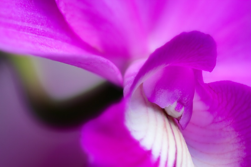 Pink Orchid