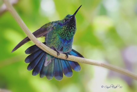 Sparkling Violet Ear Hummingbird