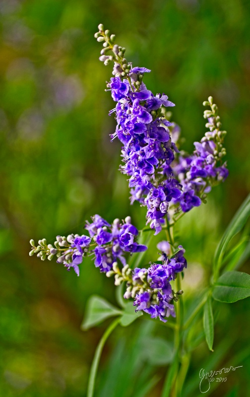 Vitex Flowers