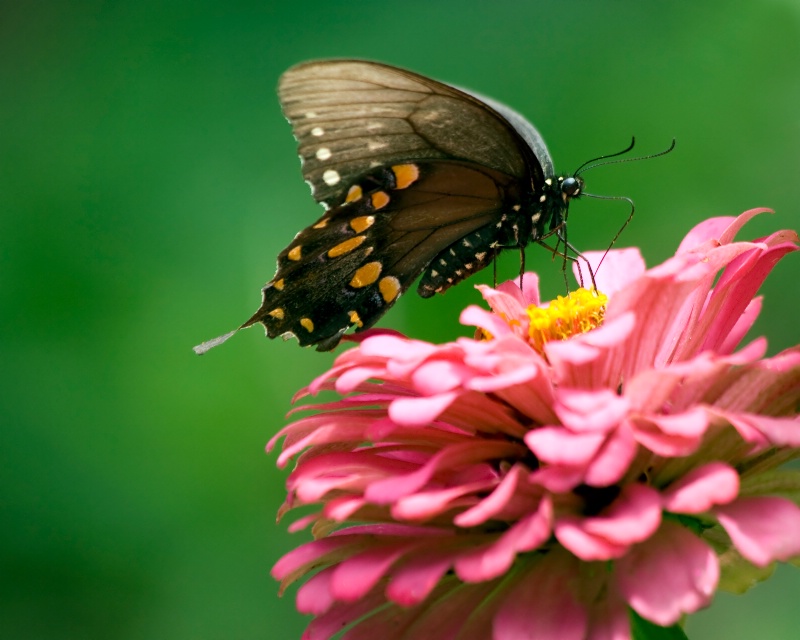 swallowtail