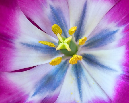 Heart of Tulip