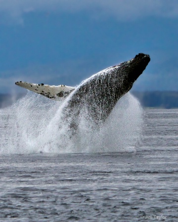 Humpback whale breaching