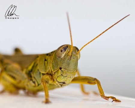 grasshopper portrait