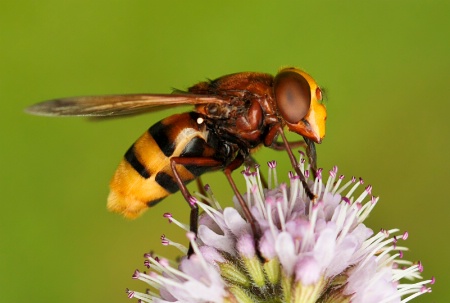 Volucella zonaria