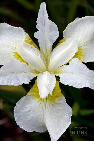 Iris Geometric III