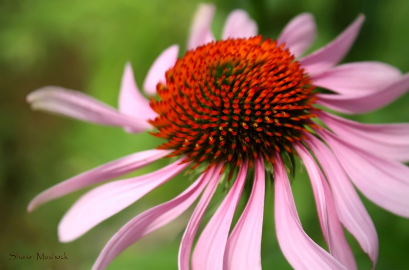 Coneflower Power