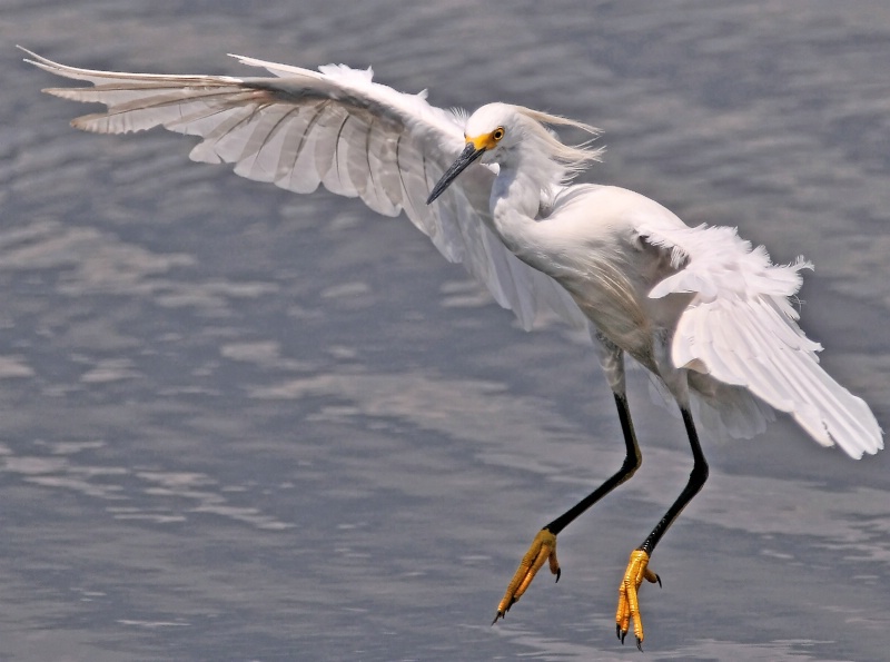 Arriving Snowy Egret