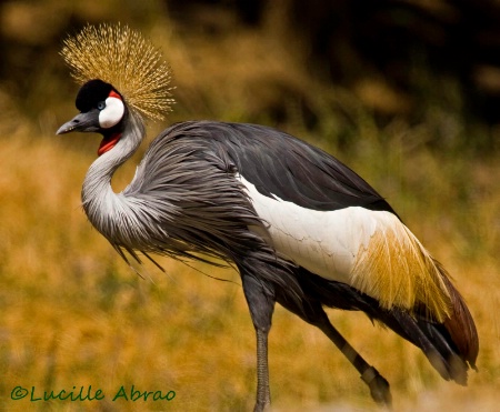 East African crowned crane