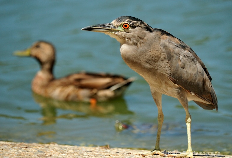 Juvenile Black Crowned Night  Heron