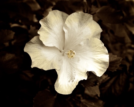 Hibiscus