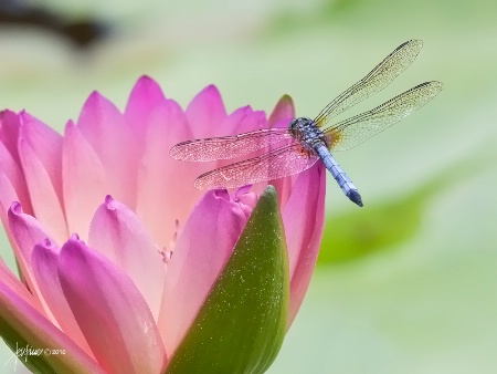 <b>The Lily Pond</b>