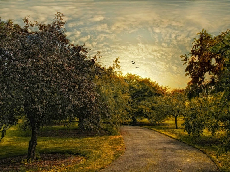 Crabapple Orchard