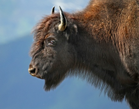 Portrait of a Buffalo